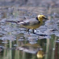maschio in abito riproduttivo, Nogara (VR), 28.04.2012