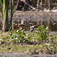 maschio in abito riproduttivo con corriere piccolo, Nogara (VR), 28.04.2012