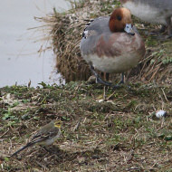 femmina(?) con fischioni, marzo