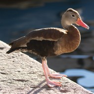 adulto, Malcesine (VR), 8.12.2016