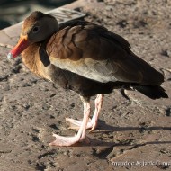 adulto, Malcesine (VR), 8.12.2016