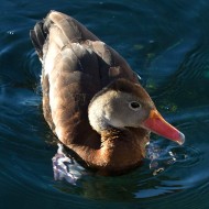 adulto, Malcesine (VR), 8.12.2016