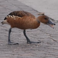 adulto, Garda (VR), 11.12.2016