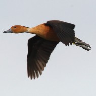 adulto, Lido Campanello (VR), 3.04.2010