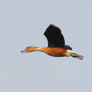 adulto, Lido Campanello (VR), 3.04.2010