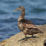 femmina, Pellestrina (VE), 10.06.2009