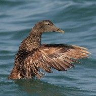 femmina adulta, Alberoni (VE), 10.06.2009