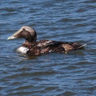 maschio del secondo calendario, marzo