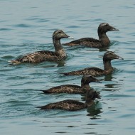 maschi in eclisse e giovani, luglio, agosto