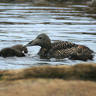 femmina con pulli, giugno