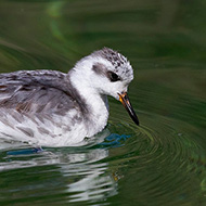 abito invernale, Laghi (VI), 15.04.2019