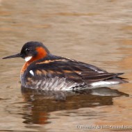 femmina in abito riproduttivo, giugno