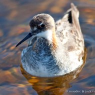 maschio in abito riproduttivo, giugno