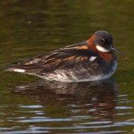 femmina in abito riproduttivo, giugno