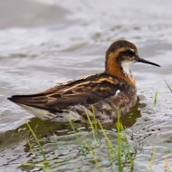 maschio in abito riproduttivo, giugno