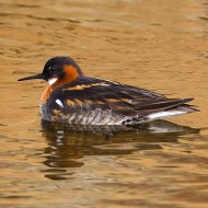 coppia in abito riproduttivo, giugno