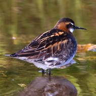 coppia in abito riproduttivo, giugno
