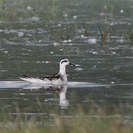 individuo in abito invernale con alzavola, settembre