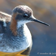 maschio in abito riproduttivo, giugno