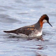 femmina in abito riproduttivo, giugno