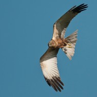 maschio adulto, ottobre