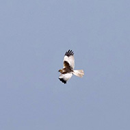 maschio adulto, Feniletto (VR), 10.03.2007