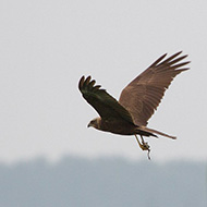 tipo femmina con preda, Erb� (VR), 5.05.2013