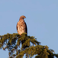 maschio adulto, Verona, 6.06.2010