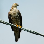 femmina adulta, giugno