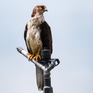 femmina adulta, giugno