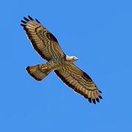 maschio adulto, agosto