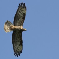 femmina adulta, maggio