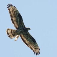 maschio adulto, giugno