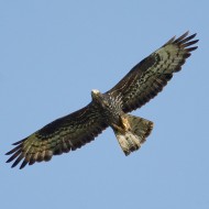 femmina adulta, agosto