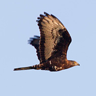 maschio adulto, aprile