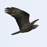 femmina adulta, aprile