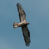 maschio adulto con corvo imperiale, giugno