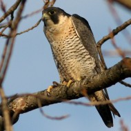 adulto, Valle Grassab� (VE), 17.01.2009