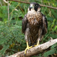 2cy?, Sacca di Scardovari (RO), 10.09.2016