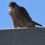 giovane, Villa Bartolomea (VR), 24.05.2015