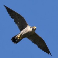 adulto, Verona, 23.08.2016