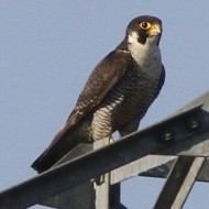 adulto, Val Paliaga (VE), 23.06.2010