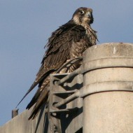 giovane, valle Grassab� (VE), 10.12.2006