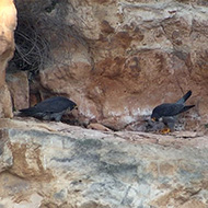 coppia con maschio (a ds) in corteggiamento, Verona