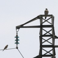 adulto con gheppio, Dese (VE), 19.07.2011