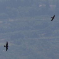 falco pellegrino (a sn) con gheppio, Verona, 28.07.2016