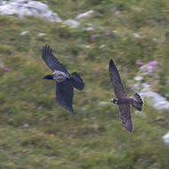 giovane con cornacchia grigia, Lessinia (VR), 5.08.2017