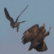 falco pellegrino e poiana