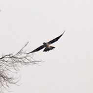 ssp. <i>calidus</i>, Isola della Scala (VR), 2.01.2015