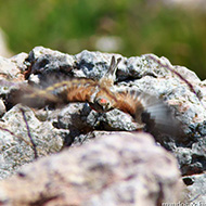 maschio in abito riproduttivo, Monte Baldo (VR), 18.08.2009